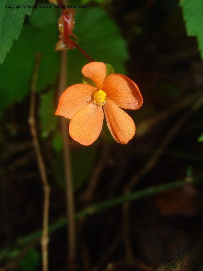 Begonia sutherlandii--So.Africa. Mpumal. Moodie Mts.  18 Mch 05. 417.jpg