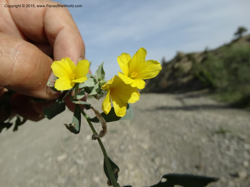 Linum orientale, Davidson, C 12450--Georgia (Caucasus). Kakheti Region. (Kiziki). Toward Vashlovani. 6 Jun 2014. DSC07328 (439).JPG
