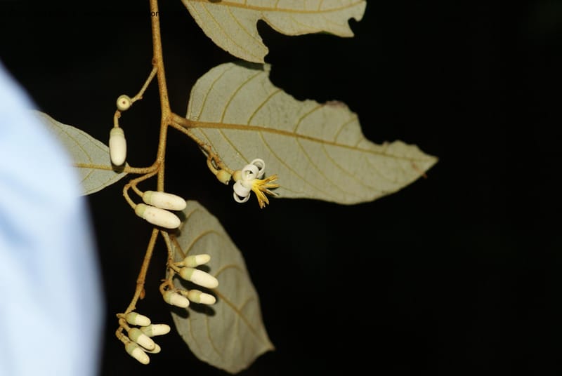 Styrax nicaraguensis,WDS#27263,Nicaragua,Matagalpa,La Selva Negra,16June2008 8162.JPG