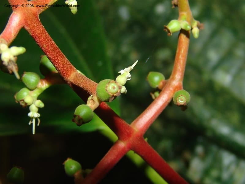 Miconia affinis, AAraujoM1253--Bolivia. Pq. Nac. Madidi. Chalalan. Send. Anta. 30 Nov 04. 279.jpg
