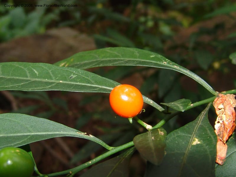 Solanum--So.Africa. KZN. Midl. Meand. Granny Mouse. 13 Mch 05. 119.jpg