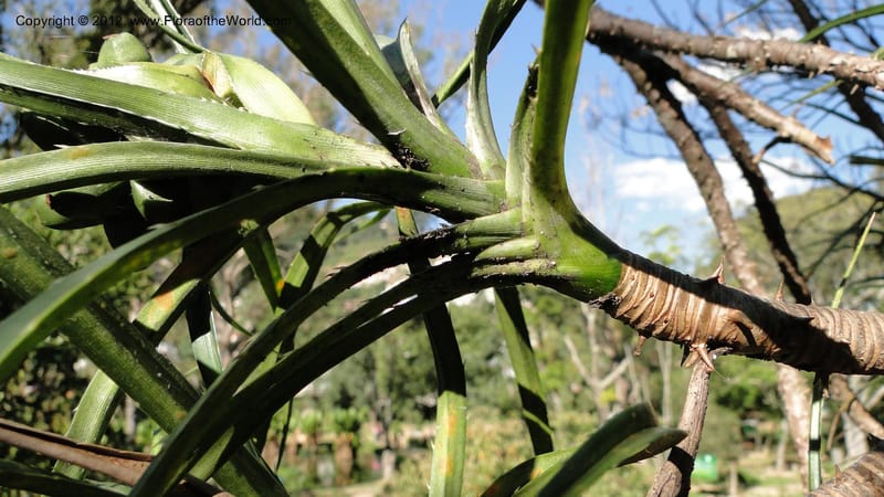 Pandanus dyckioides--Madagascar. Tsimbazaza. 30 April 2010 023 (7).jpg