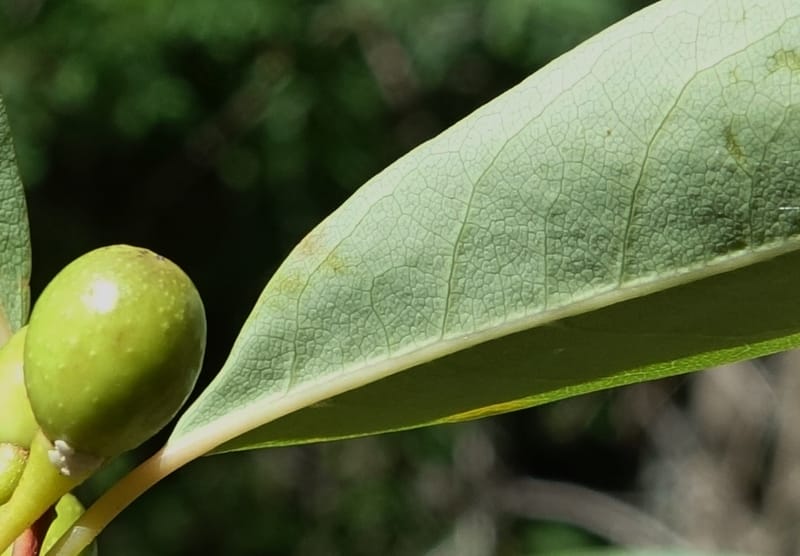Litsea rubescens var. rubescens, D. Boufford 43993--China. Sichuan. Yibailingba-gou. 12 Aug 2017.  (19).JPG