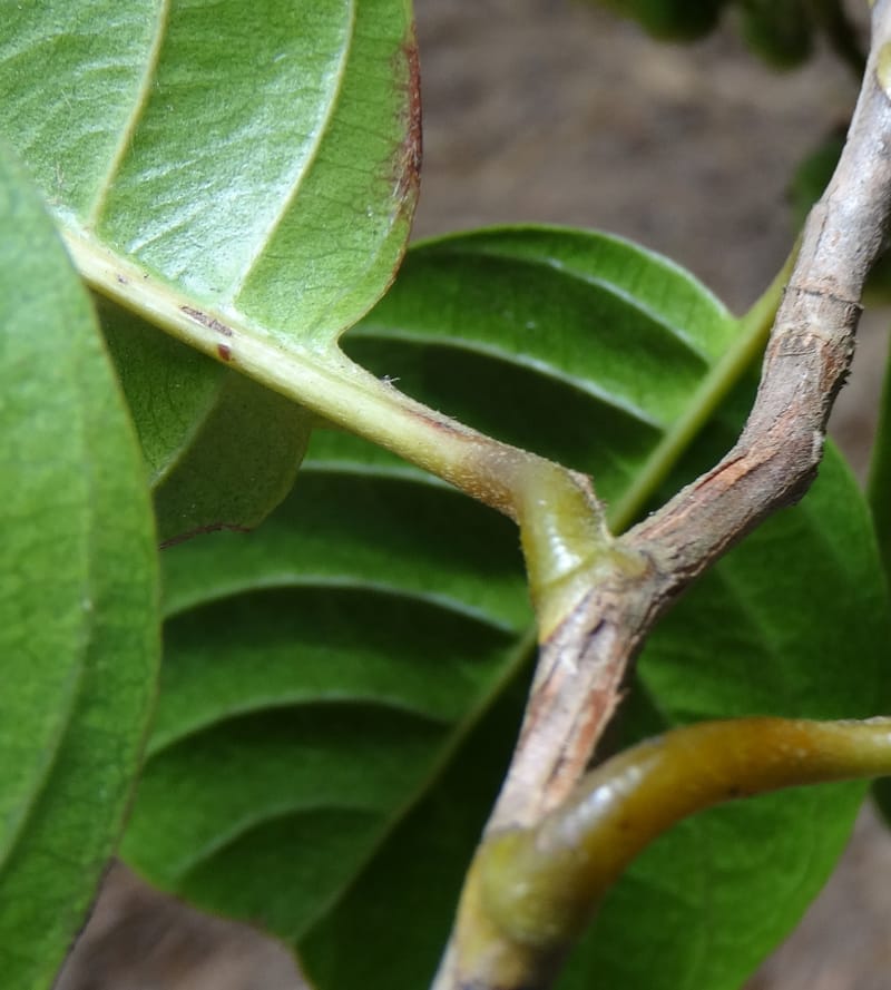 Tetracera billardieri, Lowry, P 7392--New Caledonia. Nehoue Forest. 17 Nov 2015. DSC03041 (366).JPG