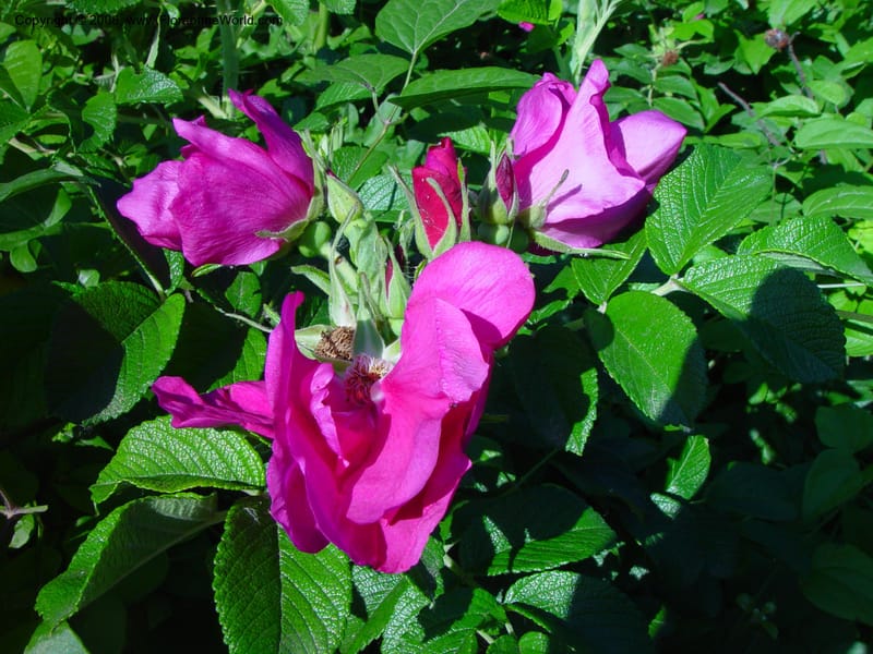 Rosa rugosa--Italy. Tuscany.  Hwy A1, rest stop near Orvieto. 17 May 02. 027.jpg