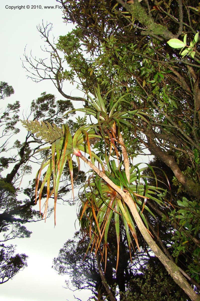 Dracophyllum, C. Gemmill 730--New Zealand. N. Island. Mt. Te Aroha. 13 Jan 2010. 256.jpg