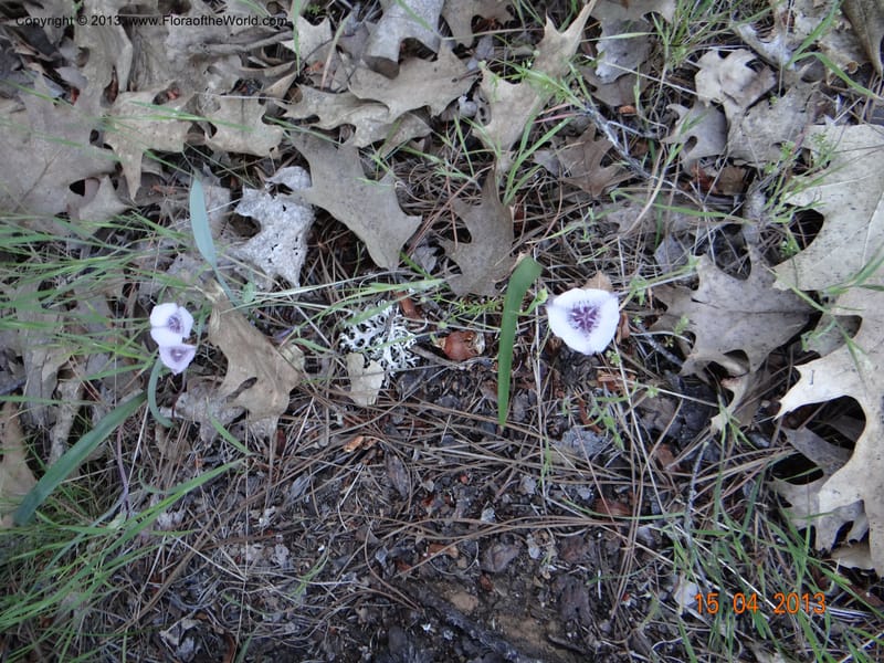 Calochortus coeruleus, Davidson, C 12122--USA, CA, Shasta Co.  15 Apr 2013  9965 (11).JPG