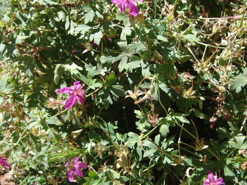Geranium caespitosum--AZ. . Arboretum at Flagstaff. 3 Sep 04.  047.jpg