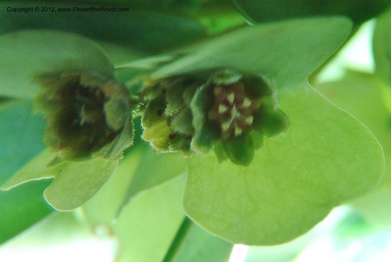 Homalium involucratum, Ranaivojaona, R 1374-Madagascar 18 Jan 2006  131 (2).jpg