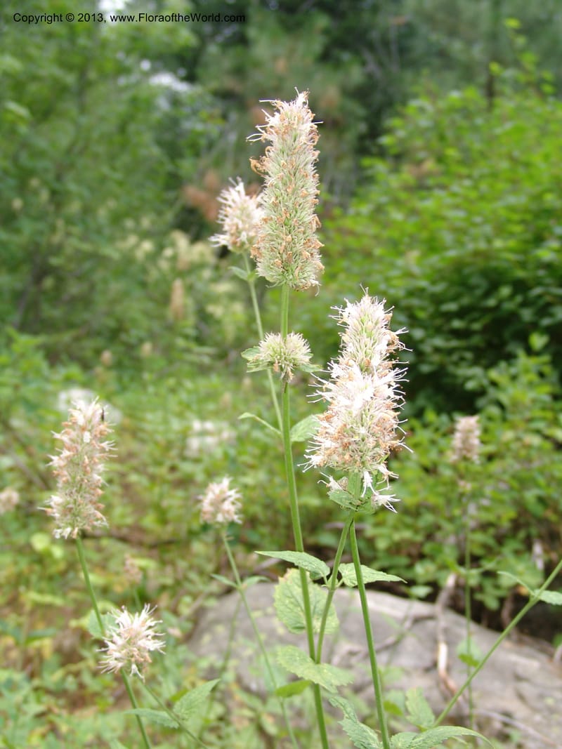 Agastache urticifolia, CDavidson11110--ID. Adams Co. For. Serv. Rd. 453, to Goose Lk. 20 Jul 07. 080.jpg