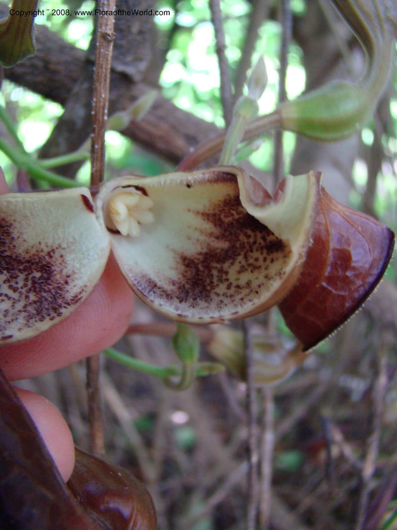 Aristolochia maxima, NMartinezM2422--MX. Chiapas. Jiquipilas. Cerro el Campanario. 14 Sep 08. 078.jpg