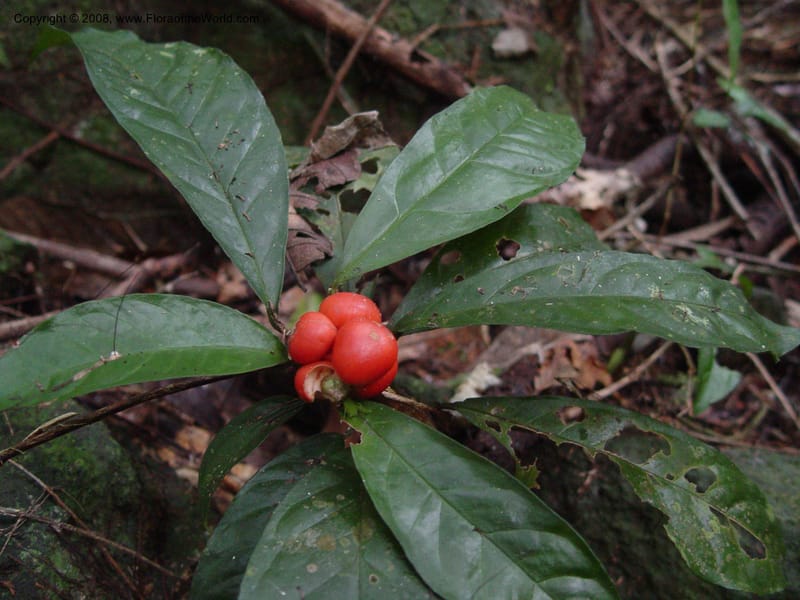 Culcasia--Cameroon. Bimbia Mangrove Nat. Trail. 8 Dec 03. 133.jpg