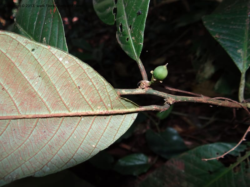 Rinorea, VC 5620--Thailand. Surat Thani Prov. Khlong Phanom Nat. Park. 15 Nov 2012. DSC09389 (239).JPG