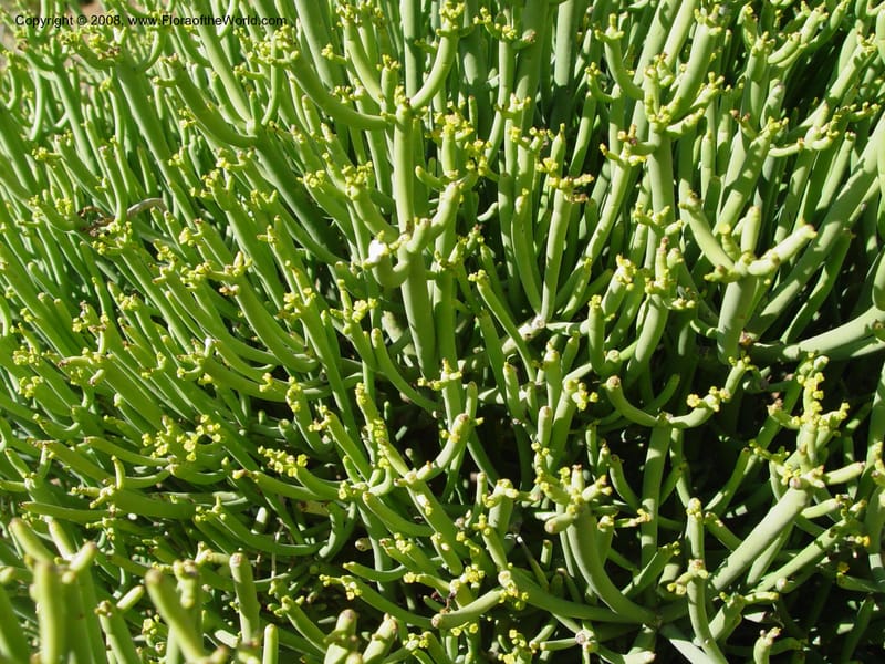 Euphorbia aphylla, 2000.00048--Spain. Barcelona Botanic Garden. 19 Apr 04. 067.jpg