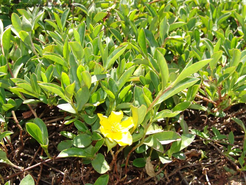 Hibbertia scandens, 77.74--CA. UC Santa Cruz Arboretum.  1 Jul 06. 143.jpg