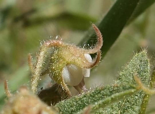 Hermannia tomentosa, L. Nanyeni 1231--Namibia. Hwy D1228, stop 1. DSC03368 (5).JPG