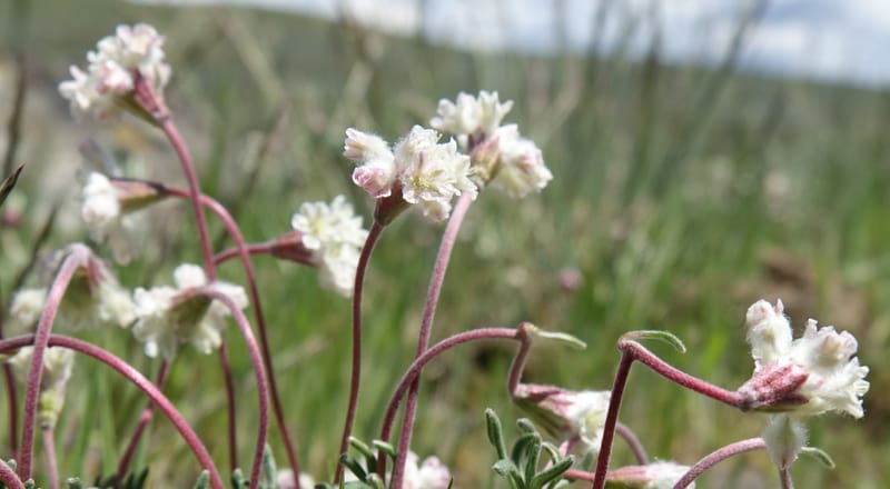 Eriogonum thymoides, C. Davidson 13549--ID. Blaine Co. Rock Creek Preserve. TNC. 13 May 2017. DSC00171 (166).JPG