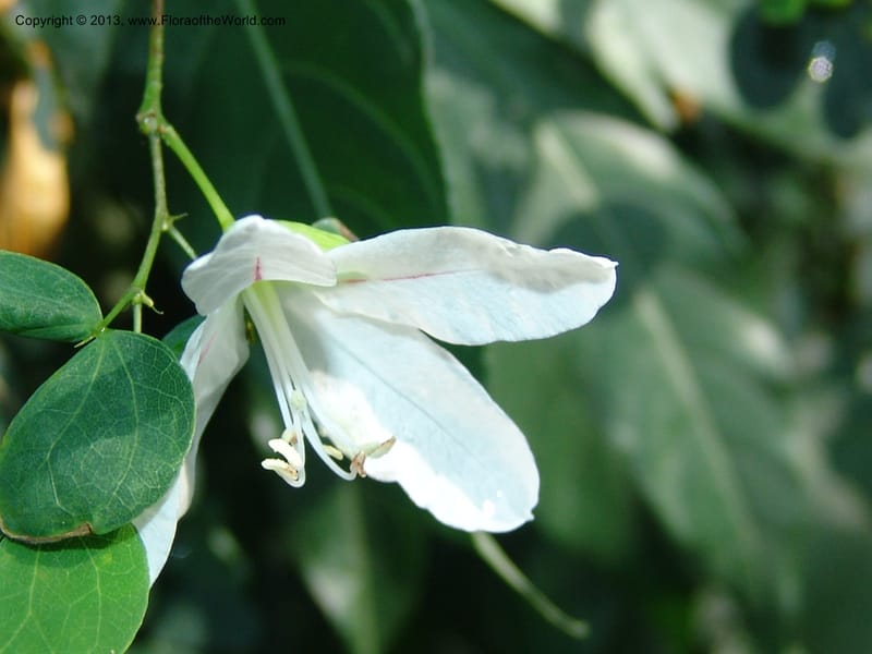 Bauhinia natalensis--So.Africa. Lowveld Nat. Bot. Gard. 14 Mch 05. 284.jpg