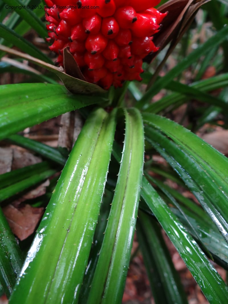 Pandanus platystigma, Callmander 1001--Sarawak.. Bot. Res. Center, Semengoh. 26 Mar 2012. DSC05403 (23).JPG