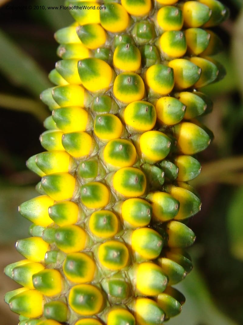 Anthurium incomptum, Croat 96349--Ecuador. Prov. Pichincha. Pacto-Pto. Quito Rd.. 25 Mar 06. 028 (4).jpg