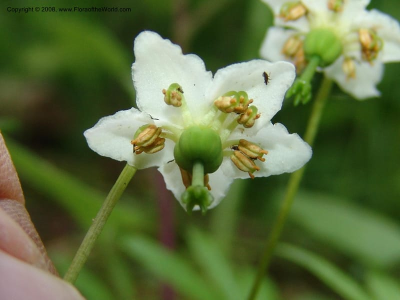 Moneses uniflora, CDavidson11120--ID. Adams Co. For. Serv. Rd. 453, to Goose Lk. 20 Jul 07. 247.jpg