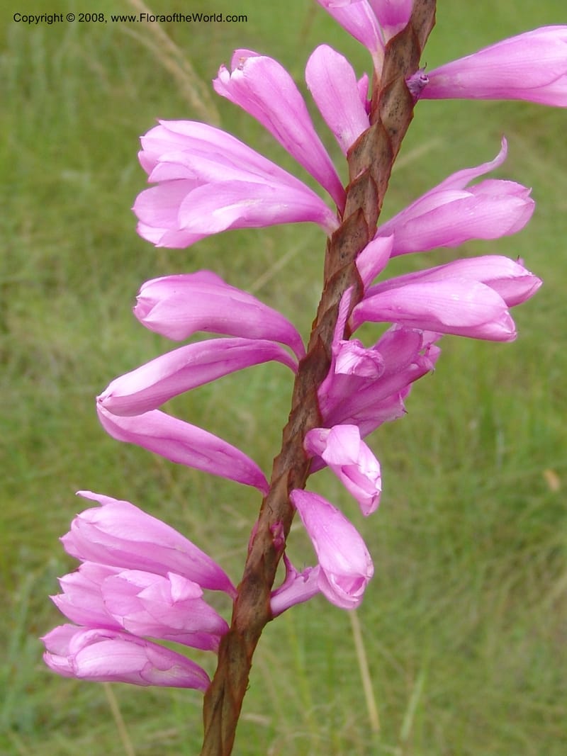 Watsonia densiflora--So.Africa. E. Cape. Umtamvuna Nat. Res. 11 Mch 05. 397.jpg