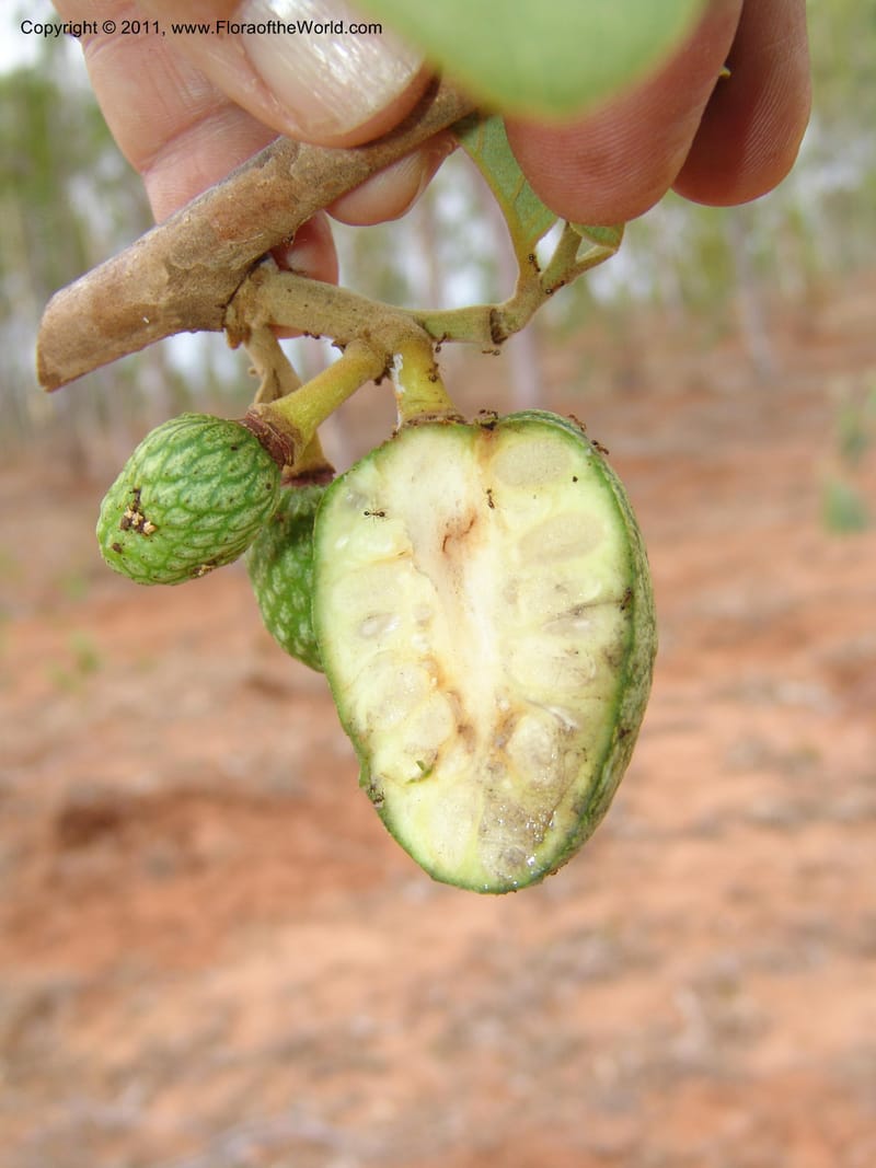 Annona, ROR1522--Madag. Prov. Antsir. Sahafary, Andranomadiro. 7 Nov 06. 555.jpg