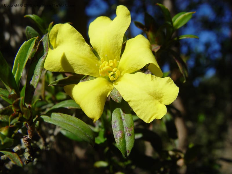 Hibbertia cuneiformis, 81.0650--CA. UC Berkeley Bot. Gard. 10 Feb 04. 035.jpg