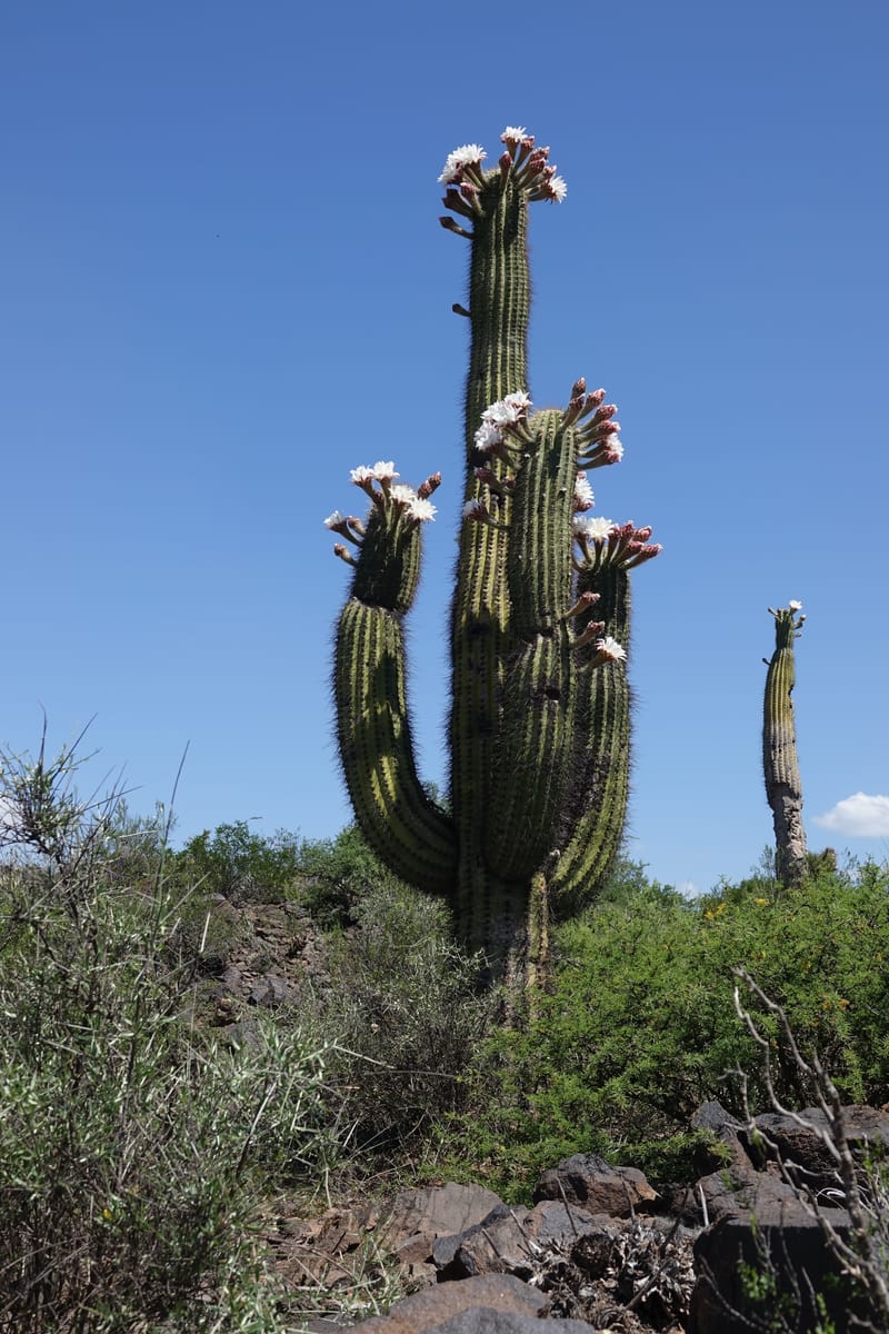 Trichocereus terscheckii--Argentina. Hwy 150, S of Ischigualasto. 7 Feb 2018. DSC09263 (27).JPG