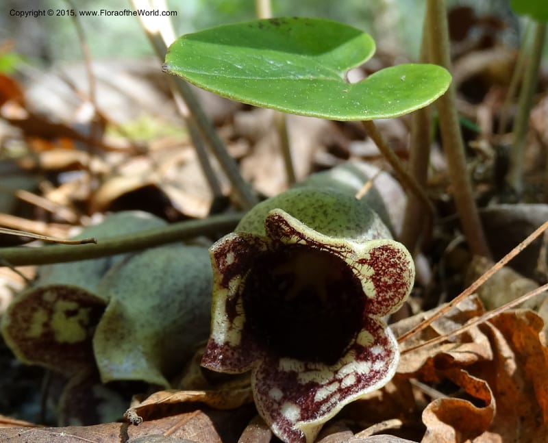 Asarum shuttleworthii, Davidson, C 12948--North Carolina. Trans. Co. W Cradle of For. 11 May 2015. DSC03837 (29).JPG