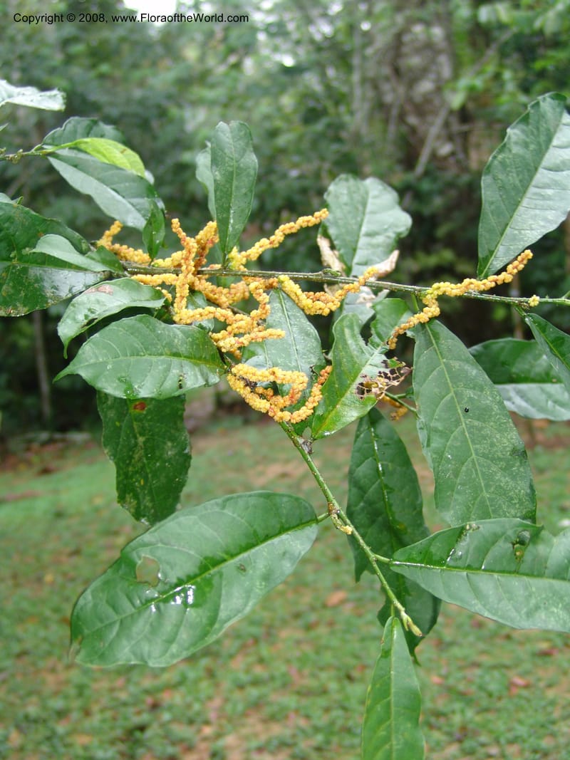 Sorocea sprucei, AAraujoM3071--Bolivia. Pq. Nal. Madidi. Chalalan, Sendero Jaguar. 24 Sep 06. 071.jpg