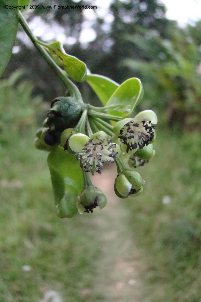 Barbeuia madagascariensis, Z. Rogers 1242--Madag. Prov. Fianar. E of Ifanadiana.15 Jan 09. 051.jpg