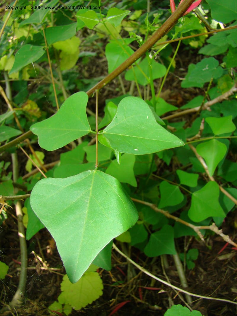 Erythrina herbacea--TX. Harris Co. Sheldon Lake St Pk. 26 Apr 08. 017.jpg