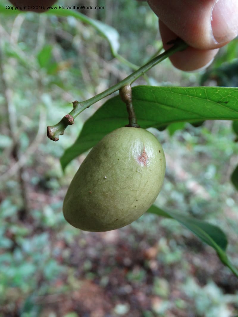 Dacryodes, Davidson, C 12734--Sabah. Mt. Kinabalu. Bundu Tuhan Trail. 11 Oct 2014. DSC04153 (12).JPG