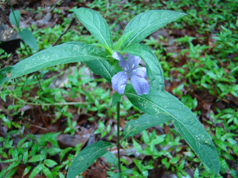 Ruellia caroliniensis--TX. Harris Co. Armand Bayou Nat. Ctr. 26 Apr 08. 051.jpg
