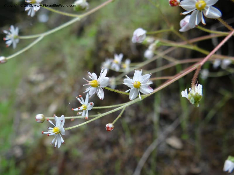 Saxifraga mertensiana, Davidson, C 12120--Calif. Trinity Co. Hwy 299. 15 Apr 2013. DSC03030 (10).JPG
