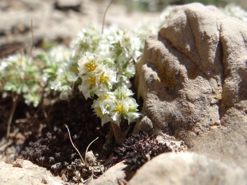Paronychia kurdica--Iraq. Kurdistan. Shakh-i-Pira Magrun. 24 May 2013. DSC05074 (128).JPG