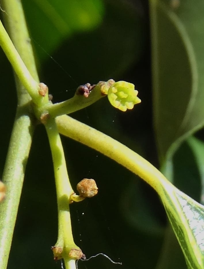 Ventilago, Bruy, D 114--New Caledonia. Tina. 10 Nov 2015. DSC00610 (124).JPG