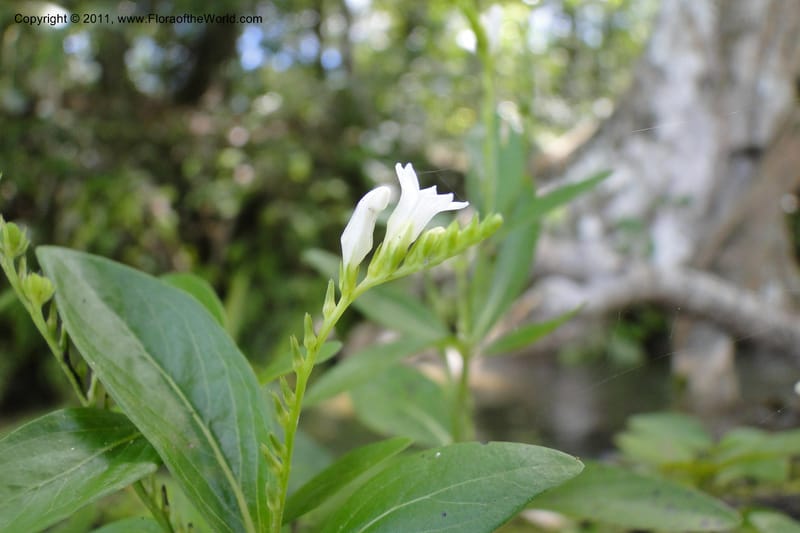 Spigelia, W. D. Stevens 31274--Paraguay. Edo. Concepcion. Garay Cue. 21 Mar 2011. 304 (2).jpg