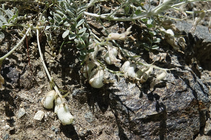 Astragalus purshii, C. Davidson 13582--ID. Idaho Co. Salmon R. Rd. E of Riggins. 24 May 2017. DSC00708. JPG (231).JPG