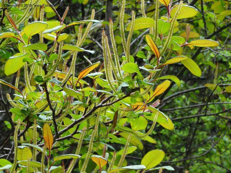 Salix, Boufford, D 43739--China. Sichuan. XinZhaZi Gou. 14 May 2014. DSC06426 (16).JPG