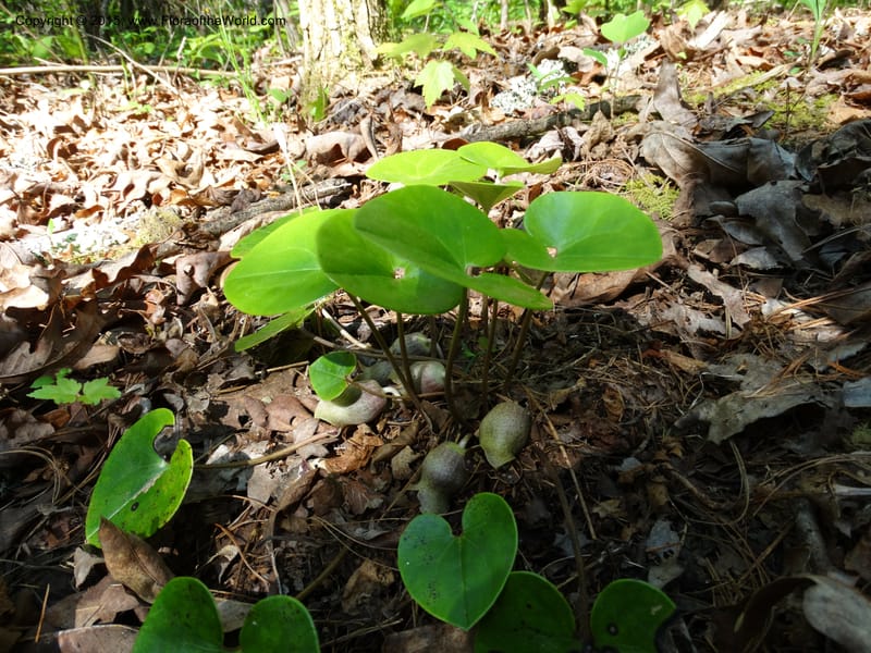 Asarum shuttleworthii, Davidson, C 12948--North Carolina. Trans. Co. W Cradle of For. 11 May 2015. DSC03837 (27).JPG