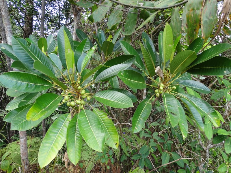 Amaroria soulameoides, [Plunkett, G 3187]--Fiji. Vesidrua Vill. 5 Nov 2015. DSC09215 (178).JPG