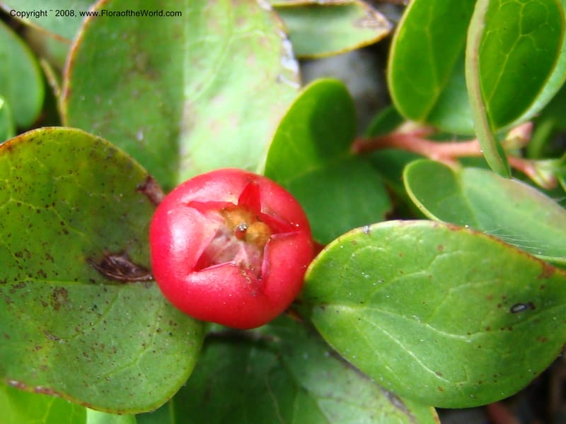 Gaultheria humifusa, CDavidson11280--ID. Idaho Co. Granite Lake. 25 Aug 08. 055.jpg