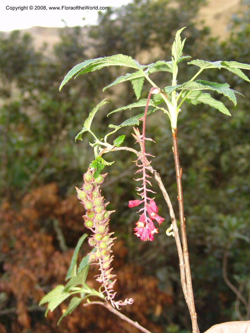 Ribes, RVasquez32898--Peru. Prv Pauctb. Rd to Manu NP. 27 Oct 07. 391.jpg