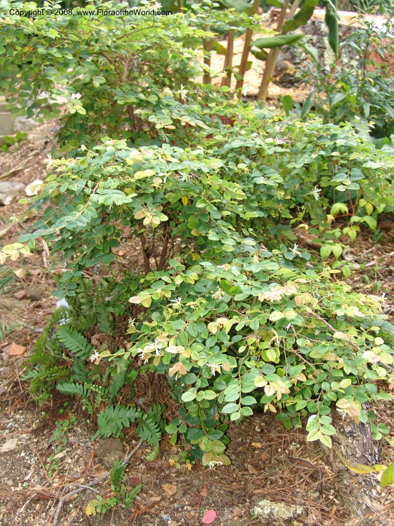 Loropetalum chinense, 94.0755--CA. UC Berkeley Bot. Garden. 8 Dec 06. 266.jpg