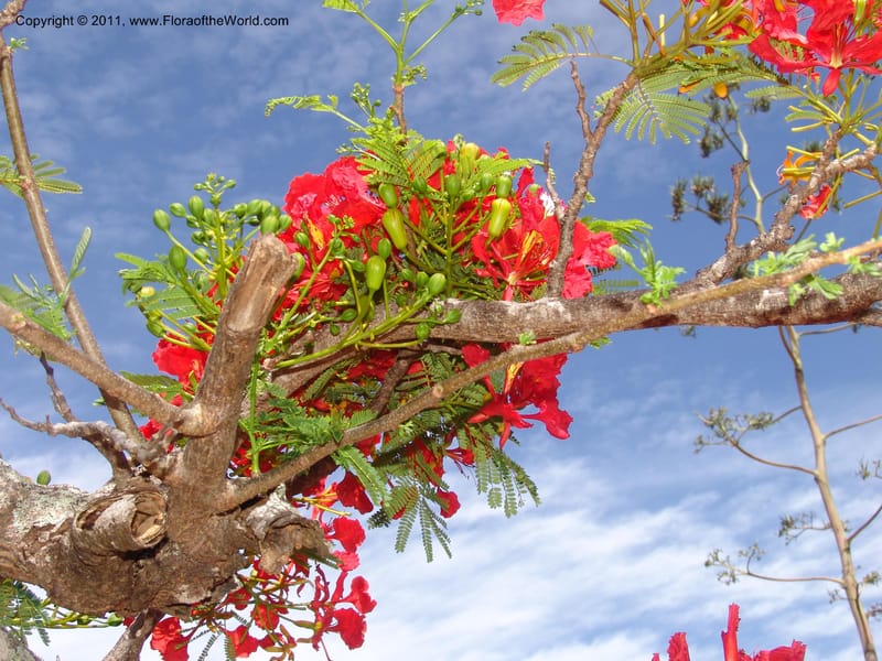 Delonix regia, ROR1560--Madag. Prov. Antsir. Orangea For. Pres. 9 Nov 06. 220 (12).jpg