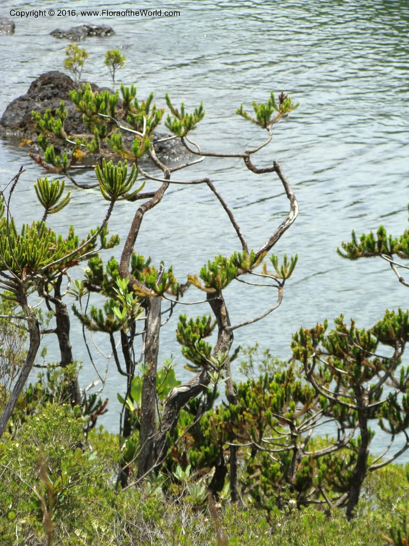Dacrydium guillauminii, not coll.--New Caledonia. 527 (1).jpg