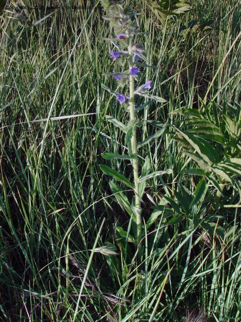 Echium vulgare--Italy. Tuscany. Bettolle, near Hotel Forum. 14 May 02. 033.jpg