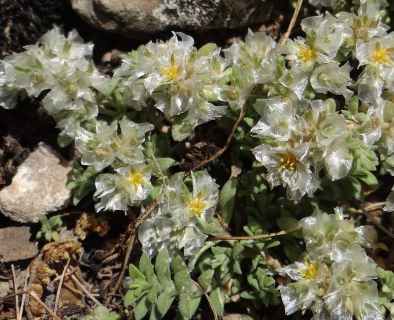 Paronychia kurdica--Iraq. Kurdistan. Shakh-i-Pira Magrun. 24 May 2013. DSC05074 (125).JPG